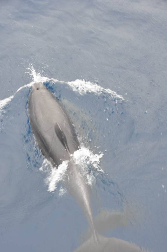 Golfinhos acompanham nosso barco na Ilha de Darwin, em Galápagos